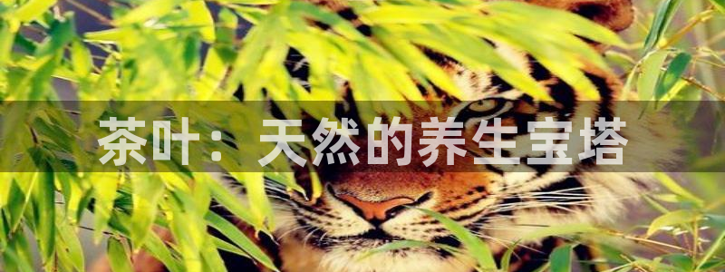 安信主管ke金12手12指ho