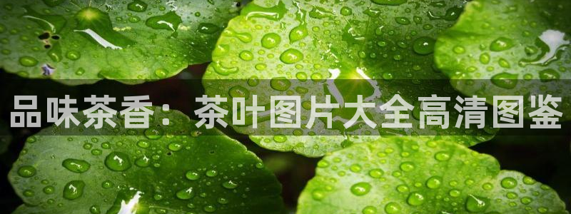 安信12是正规平台吗