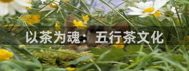 安信12下载