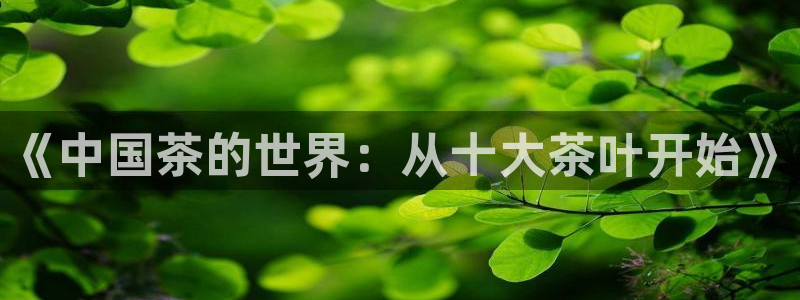 安信12级大众