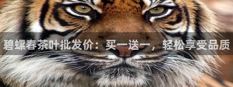 安信12官网qq