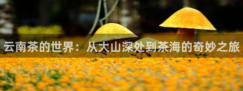 安信12官方下载