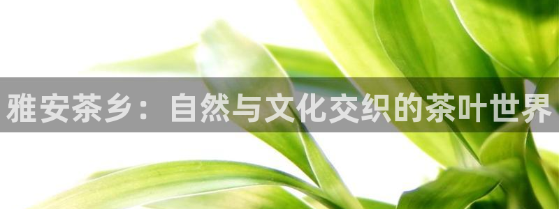 安信12周年