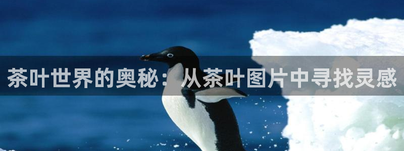 安信12软件介绍