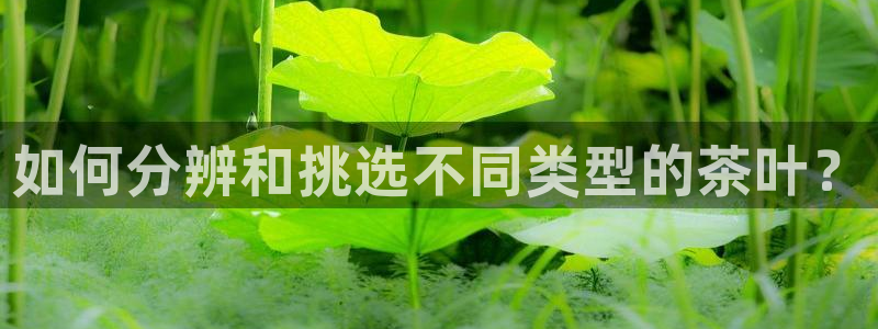 安信安翼 12账号