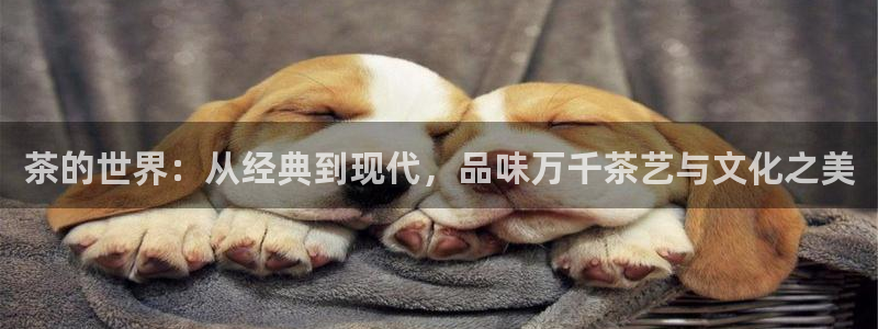 安信12如何开代理