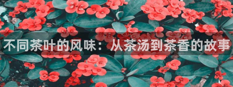 安信312 12