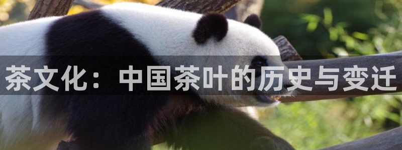 安信12级大众