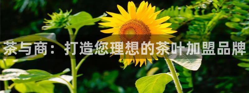 安信122853179Z空间