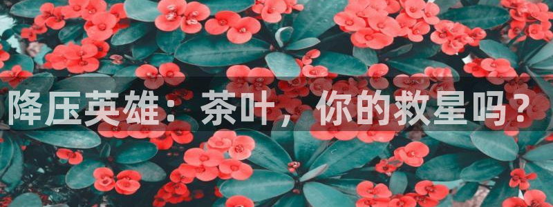 安信12账号